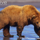 Illustration for article titled Thursidae - Ursus arctos Edition